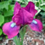 Iris pumila Heather Carpet